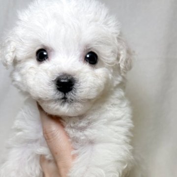 ビションフリーゼ【東京都・女の子・2025年9月21日・ホワイト】の写真「可愛らしいお顔の女の子✨」