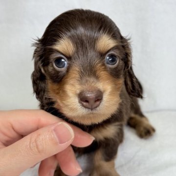 ミニチュアダックスフンド(ロング)【東京都・女の子・2025年10月6日・チョコレート&タン】の写真「可愛らしいお顔立ちの女の子✨」