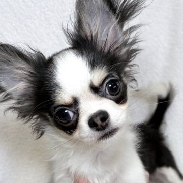 チワワ(ロング)【東京都・女の子・2025年7月21日・ブラックタンアンドホワイト】の写真「お茶目でとっても甘えん坊🧡クリスマスセール🎄」