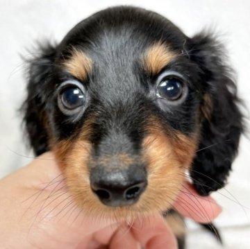 ミニチュアダックスフンド(ロング)【東京都・男の子・2025年10月13日・ブラックアンドタン】の写真「シュッとしたお顔立ちの可愛らしい男の子✨」