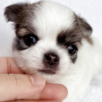 チワワ(ロング)【東京都・女の子・2025年9月6日・パーティ】の写真「綺麗なカラーの女の子です🐶女の子らしいお顔立ち✨」