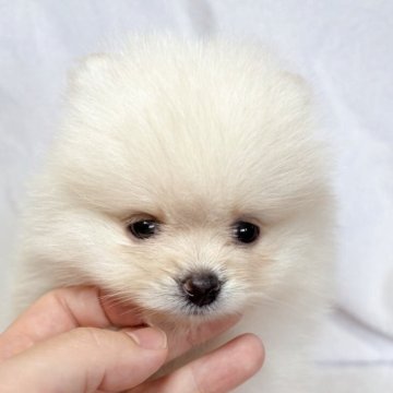 ポメラニアン【東京都・女の子・2025年8月24日・クリーム】の写真「つぶらな瞳が可愛らしい女の子✨兄妹の中でも小ぶり」
