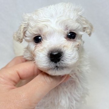 ビションフリーゼ【東京都・女の子・2025年9月15日・ホワイト】の写真「骨量しっかりとした女の子✨」