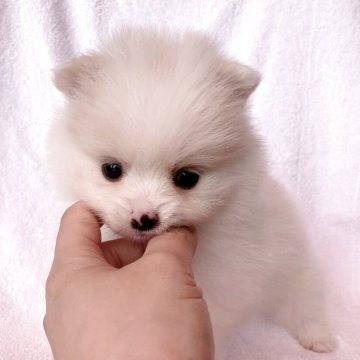 ポメラニアン【東京都・男の子・2025年4月7日・クリーム】の写真「クリクリの瞳が可愛い男の子✨」