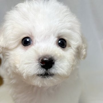 ビションフリーゼ【東京都・女の子・2025年9月21日・ホワイト】の写真「兄妹の中でも落ち着きのある女の子✨」