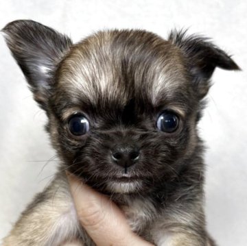 チワワ(ロング)【東京都・男の子・2025年10月25日・フォーン&ホワイト】の写真「小ぶりな三兄妹✨」