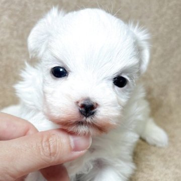 マルチーズ【東京都・女の子・2025年11月11日・ホワイト】の写真「優しく整ったお顔立ちの女の子✨」