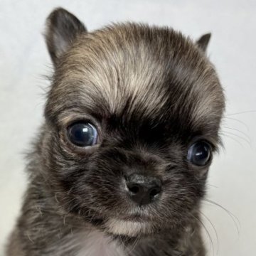 チワワ(ロング)【東京都・男の子・2025年10月25日・フォーン&ホワイト】の写真「小ぶりな三兄妹✨」