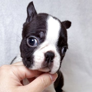 ボストンテリア【東京都・男の子・2025年9月1日・ボストンカラー】の写真「イケメンくん🐶　ボストンテリアの男の子✨」