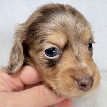 ミニチュアダックスフンド(ロング)【東京都・女の子・2025年10月6日・チョコレート&タン】の写真「特徴的なカラーのチョコダップルの女の子✨お早めに✨」