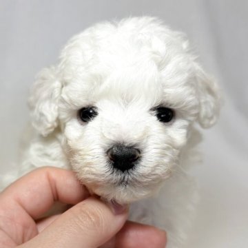 ビションフリーゼ【東京都・男の子・2025年10月20日・ホワイト】の写真「優しく頭の良い家系🐶健康的なビション三兄妹✨」