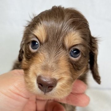 ミニチュアダックスフンド(ロング)【東京都・男の子・2025年10月6日・チョコレート&タン】の写真「綺麗なチョコレートカラーの男の子✨」