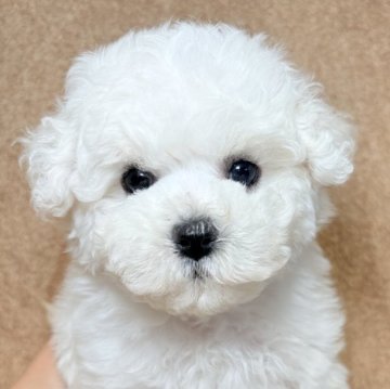 ビションフリーゼ【東京都・女の子・2025年10月20日・ホワイト】の写真「優しく頭の良い家系🐶健康的なビション三兄妹✨」