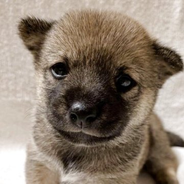 柴犬(豆柴)【東京都・女の子・2025年9月8日・赤】の写真「優しいお顔立ちの豆柴女の子✨」