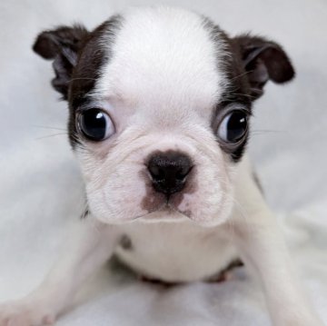 ボストンテリア【東京都・男の子・2025年9月1日・ボストンカラー】の写真「のんびりとして落ち着きがある優しいボストン男の子✨」