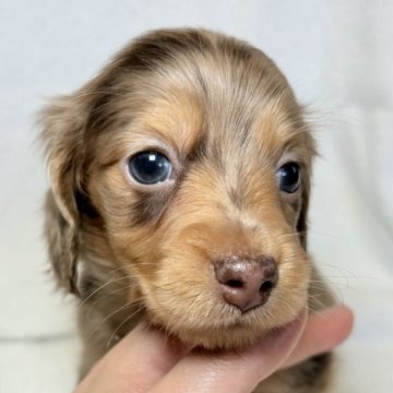 チョコレート系のミニチュアダックスフンドの子犬を探す｜ブリーダー