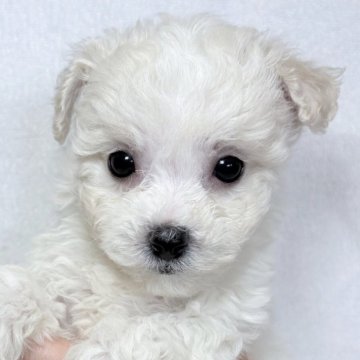 ビションフリーゼ【東京都・女の子・2025年9月21日・ホワイト】の写真「社交的で甘えん坊な犬種です✨」