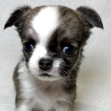 チワワ(ロング)【東京都・男の子・2025年10月25日・フォーン&ホワイト】の写真「小ぶりな三兄妹✨」