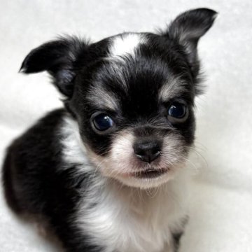 チワワ(ロング)【東京都・男の子・2025年10月27日・ブラックタンアンドホワイト】の写真「優しいお顔立ちの男の子✨甘えん坊ひとりっ子🐶」