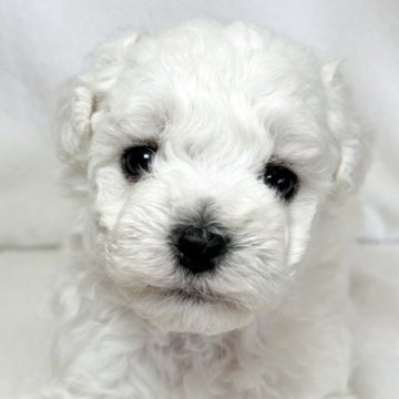 ビションフリーゼ【東京都・女の子・2025年10月20日・ホワイト】の写真「優しく頭の良い家系🐶健康的なビション三兄妹✨」