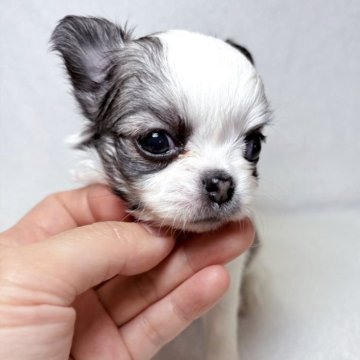 チワワ(ロング)【東京都・女の子・2025年9月6日・パーティ】の写真「綺麗なカラーの女の子です🐶✨」