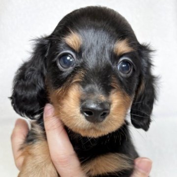 ミニチュアダックスフンド(ロング)【東京都・男の子・2025年10月13日・ブラックアンドタン】の写真「シュッとしたお顔立ちの可愛らしい男の子✨」