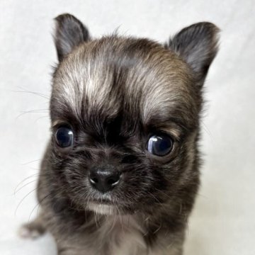 チワワ(ロング)【東京都・男の子・2025年10月25日・フォーン&ホワイト】の写真「小ぶりな三兄妹✨」