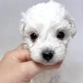 ビションフリーゼ