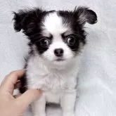 チワワ(ロング)