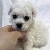 ビションフリーゼ