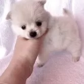 ポメラニアン