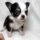 チワワ(ロング)【東京都・男の子・2025年9月28日・ブラックアンドホワイト】の写真1「整ったお顔立ちです✨」