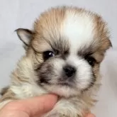 ペキチワ(チワワ×ペキニーズ)【東京都・男の子・2025年9月29日・レッドアンドホワイト】の写真1「とてもキュートな男の子✨」