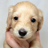 ミニチュアダックスフンド(ロング)