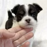 チワワ(ロング)