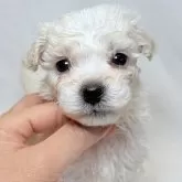 ビションフリーゼ