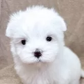 マルチーズ