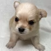 チワワ(ロング)