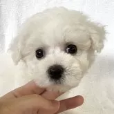 ビションフリーゼ
