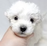 ビションフリーゼ