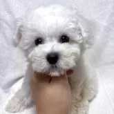 ビションフリーゼ