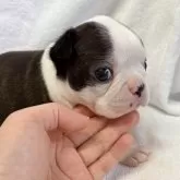 ボストンテリア