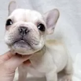 フレンチブルドッグ