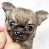 チワワ(ロング)