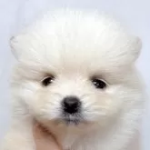 ポメラニアン