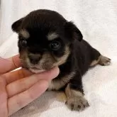 チワワ(ロング)