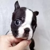 ボストンテリア