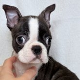 ボストンテリア