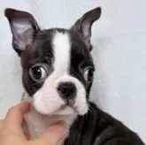 ボストンテリア