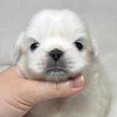ペキニーズ